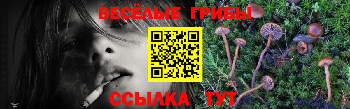 Псилоцибиновые грибы Psilocybe Калач-на-Дону
